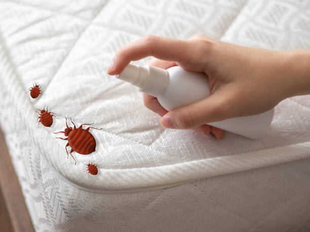 Wasp Removal Services in Toro Canyon, CA